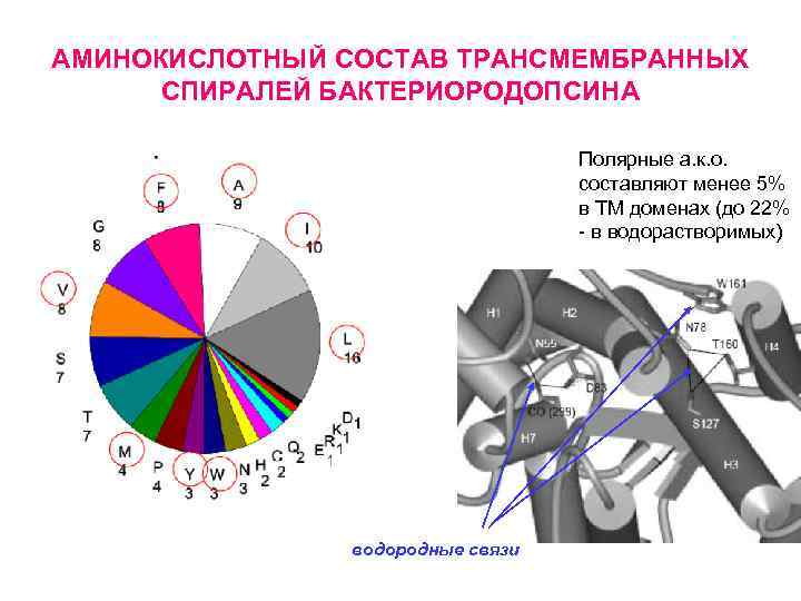 АМИНОКИСЛОТНЫЙ СОСТАВ ТРАНСМЕМБРАННЫХ СПИРАЛЕЙ БАКТЕРИОРОДОПСИНА Полярные а. к. о. составляют менее 5% в ТМ