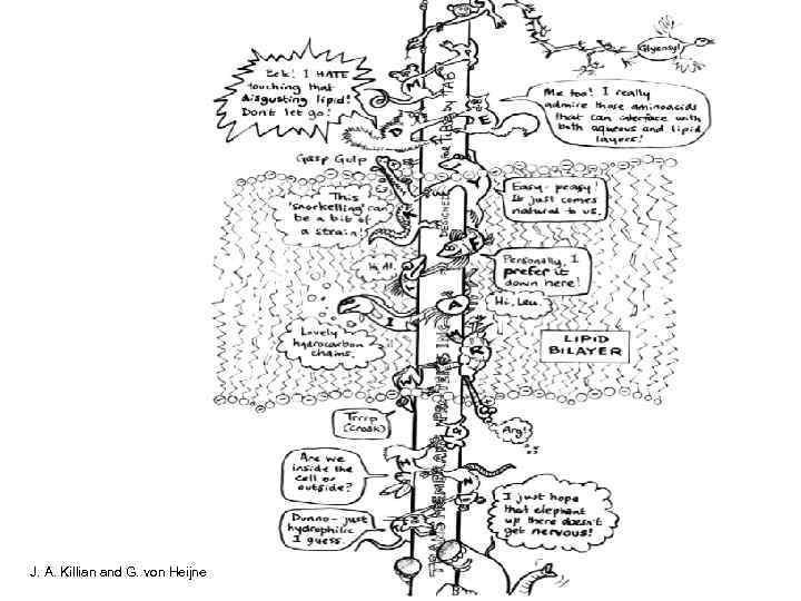 J. A. Killian and G. von Heijne 