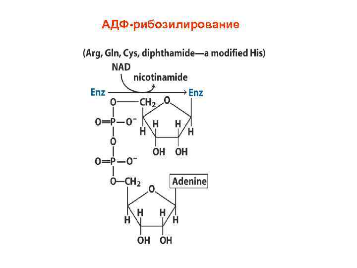 АДФ-рибозилирование 