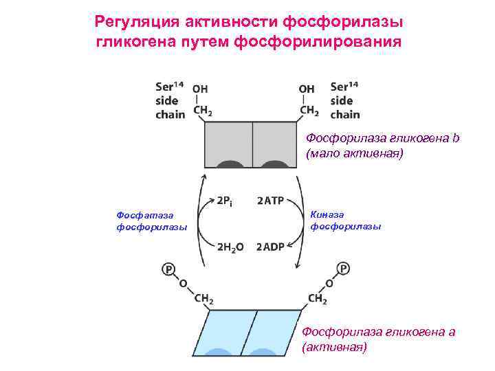 Регуляция активности фосфорилазы гликогена путем фосфорилирования Фосфорилаза гликогена b (мало активная) Фосфатаза фосфорилазы Киназа