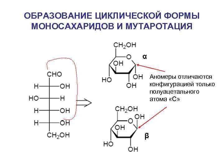 ОБРАЗОВАНИЕ ЦИКЛИЧЕСКОЙ ФОРМЫ МОНОСАХАРИДОВ И МУТАРОТАЦИЯ α Аномеры отличаются конфигурацией только полуацетального атома «С»