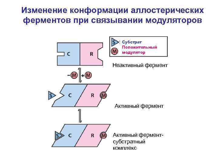 Изменение конформации аллостерических ферментов при связывании модуляторов Субстрат Положительный модулятор Неактивный фермент Активный ферментсубстратный