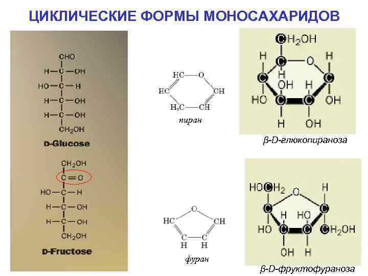 ЦИКЛИЧЕСКИЕ ФОРМЫ МОНОСАХАРИДОВ пиран β-D-глюкопираноза фуран β-D-фруктофураноза 