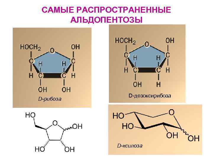 САМЫЕ РАСПРОСТРАНЕННЫЕ АЛЬДОПЕНТОЗЫ D-рибоза D-дезоксирибоза D-ксилоза 