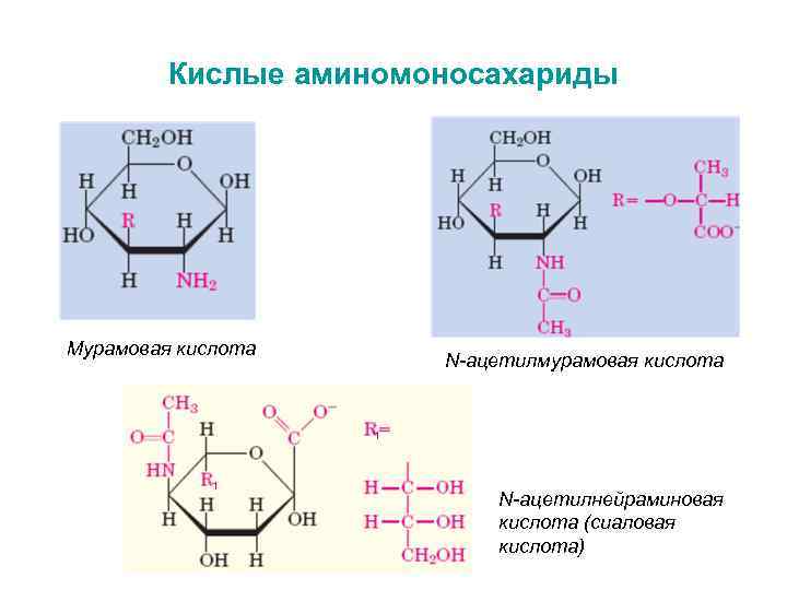 Кислые аминомоносахариды Мурамовая кислота N-ацетилмурамовая кислота 1 1 N-ацетилнейраминовая кислота (сиаловая кислота) 