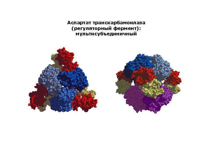 Аспартат транскарбамоилаза (регуляторный фермент): мультисубъединичный 