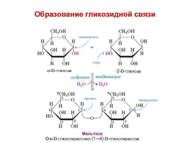 Образование гликозидной связи полуацеталь спирт α-D-глюкоза гидролиз β-D-глюкоза конденсация ацеталь полуацеталь Мальтоза О-α-D-глюкопиранозил-(1→ 4)-D-глюкопираноза