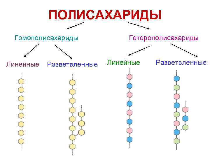 ПОЛИСАХАРИДЫ Гомополисахариды Линейные Разветвленные Гетерополисахариды Линейные Разветвленные 