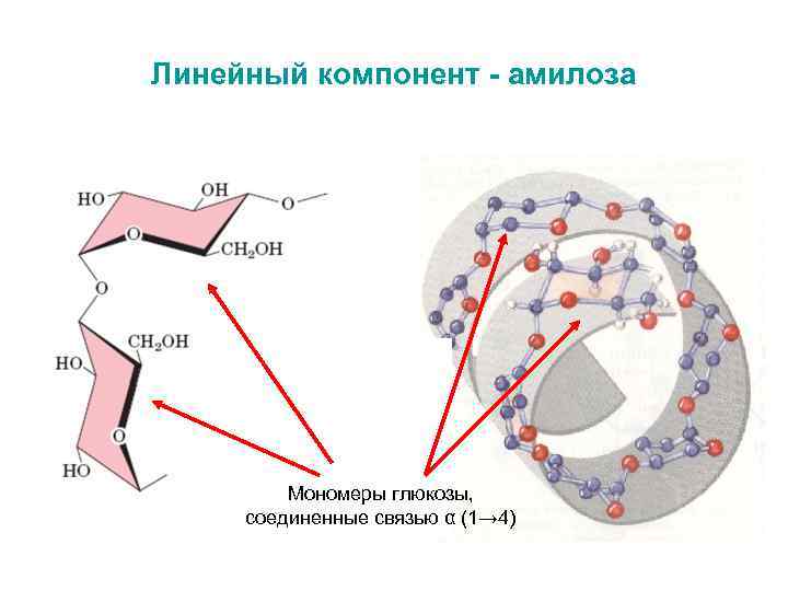 Линейный компонент - амилоза Мономеры глюкозы, соединенные связью α (1→ 4) 