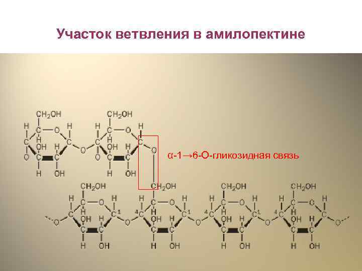 Участок ветвления в амилопектине α-1→ 6 -О-гликозидная связь 