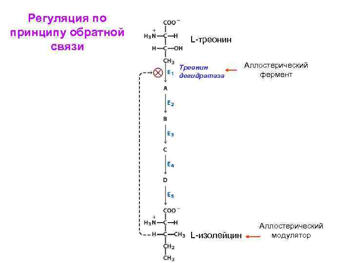 Регуляция по принципу обратной связи L-треонин Треонин дегидратаза Аллостерический Allostericфермент Enzyme Аллостерический модулятор L-изолейцин