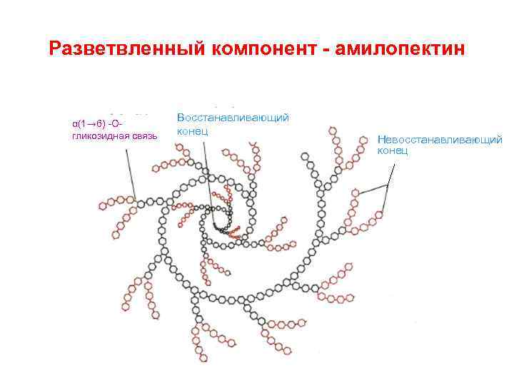 Разветвленный компонент - амилопектин α(1→ 6) -Огликозидная связь Восстанавливающий конец Невосстанавливающий конец 