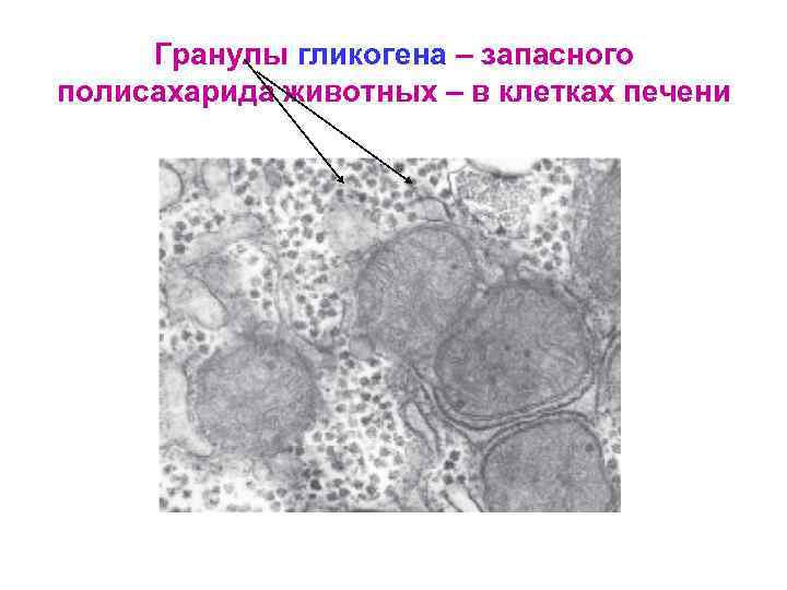 Гранулы гликогена – запасного полисахарида животных – в клетках печени 