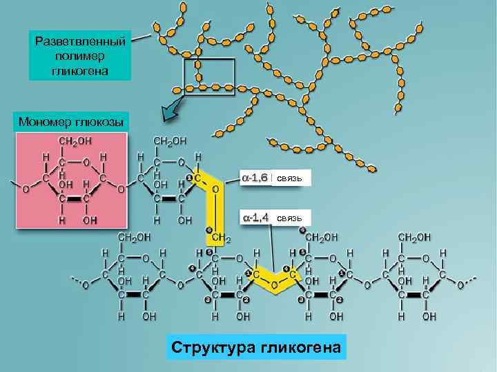 Разветвленный полимер гликогена Мономер глюкозы связь Структура гликогена 