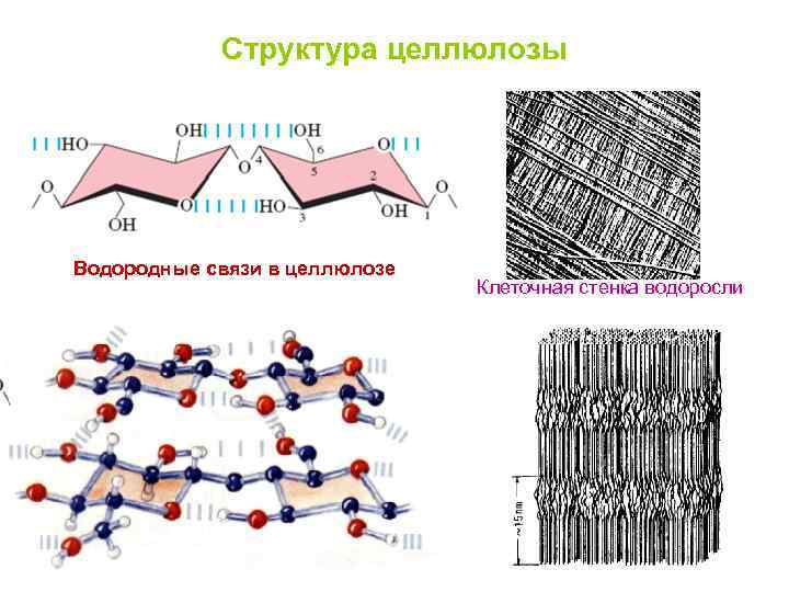 Строение целлюлозы. Целлюлоза водородные связи. Вторичная структура целлюлозы. Целлюлоза строение. Состав и строение целлюлозы.