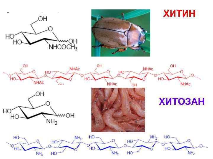 ХИТИН ХИТОЗАН 