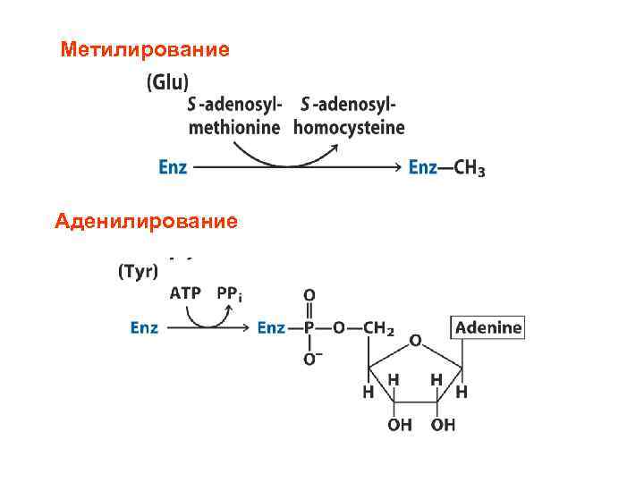 Метилирование Аденилирование 
