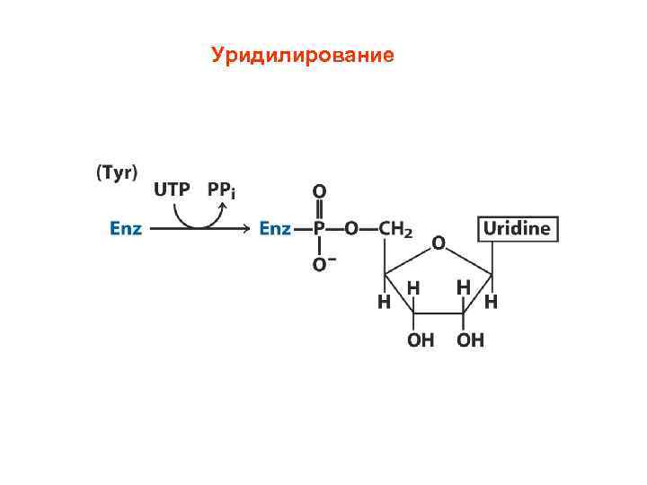 Уридилирование 