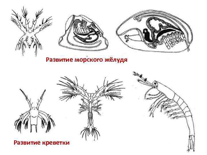 Развитие морского жёлудя Развитие креветки 