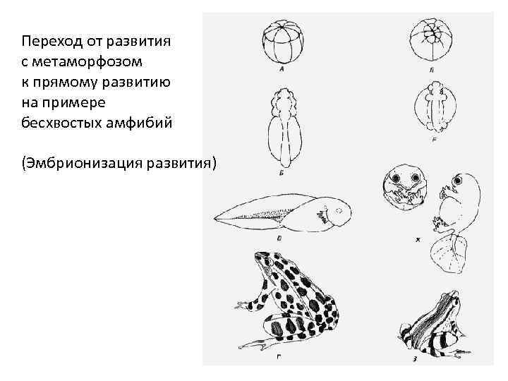 На рисунке изображена стадия