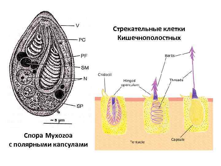 Стрекательные клетки Кишечнополостных Спора Myxozoa c полярными капсулами 