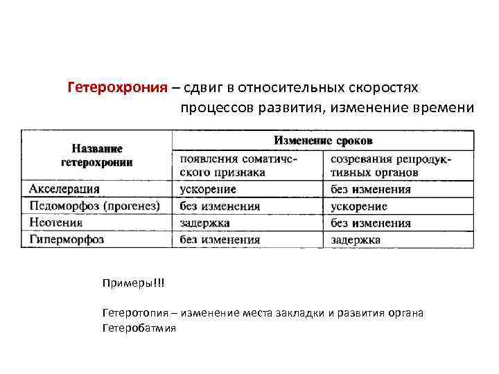 Гетерохрония – сдвиг в относительных скоростях процессов развития, изменение времени Примеры!!! Гетеротопия – изменение