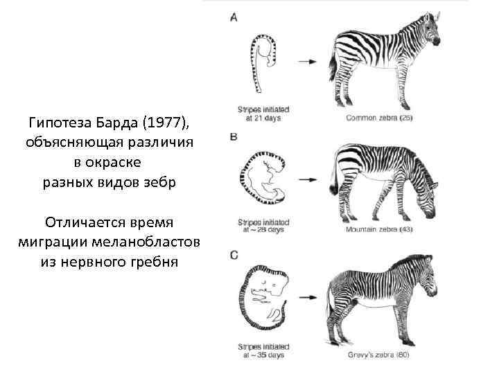 Гипотеза Барда (1977), объясняющая различия в окраске разных видов зебр Отличается время миграции меланобластов