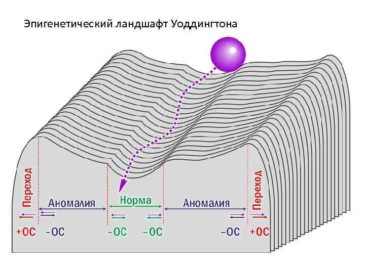 Эпигенетический ландшафт уоддингтона рисунок