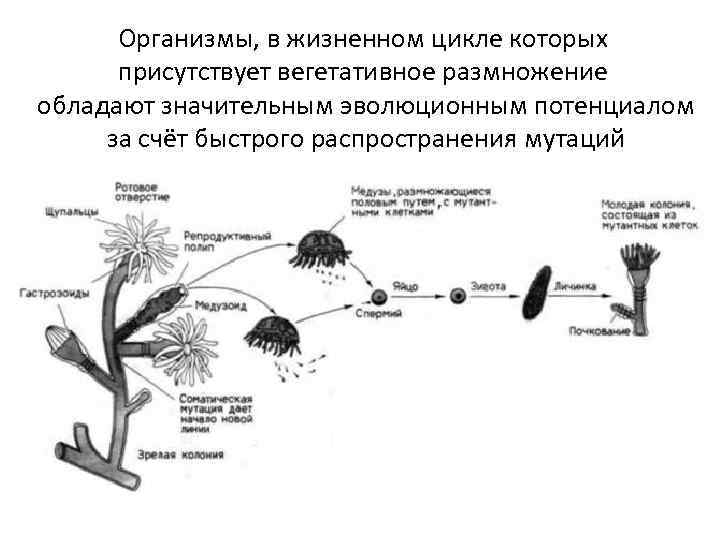 Жизненные циклы егэ биология задания. Вегетативное размножение зигомицетов. Вегетативный жизненный цикл размножения. Жизненный цикл зигомицетов схема. Организмы в жизненном цикле которых есть споры.