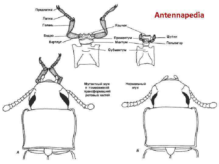 Antennapedia 