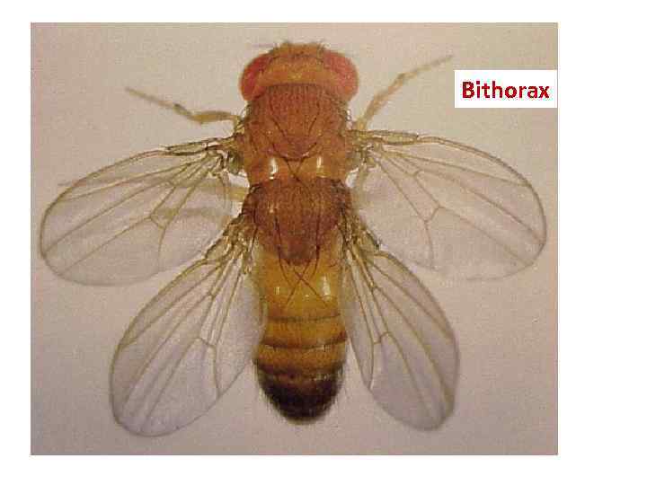 Bithorax 