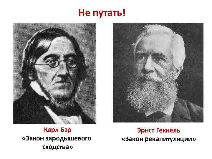 Не путать! Карл Бэр «Закон зародышевого сходства» Эрнст Геккель «Закон рекапитуляции» 