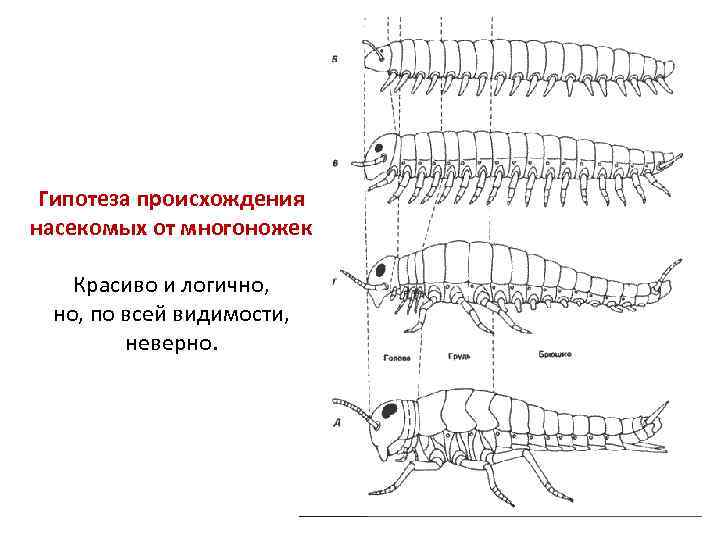 Предки насекомых. Происхождение насекомых. От кого произошли насекомые. Стадии развития многоножек.