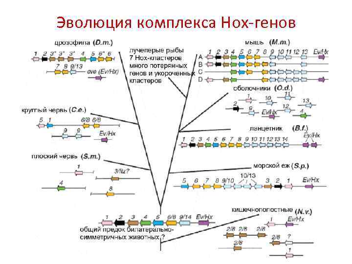 Эволюция комплекса Hox-генов 