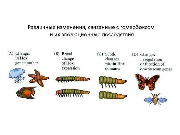 Различные изменения, связанные с гомеобоксом и их эволюционные последствия 