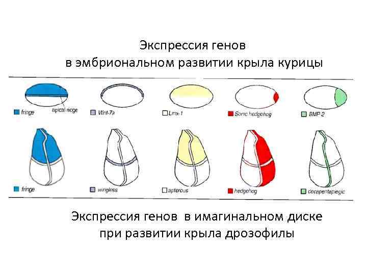 Экспрессия генов в эмбриональном развитии крыла курицы Экспрессия генов в имагинальном диске при развитии