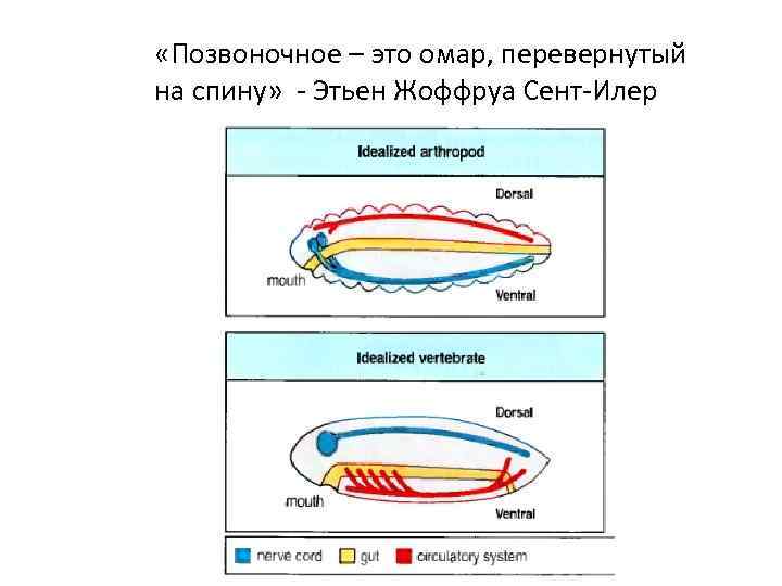  «Позвоночное – это омар, перевернутый на спину» - Этьен Жоффруа Сент-Илер 