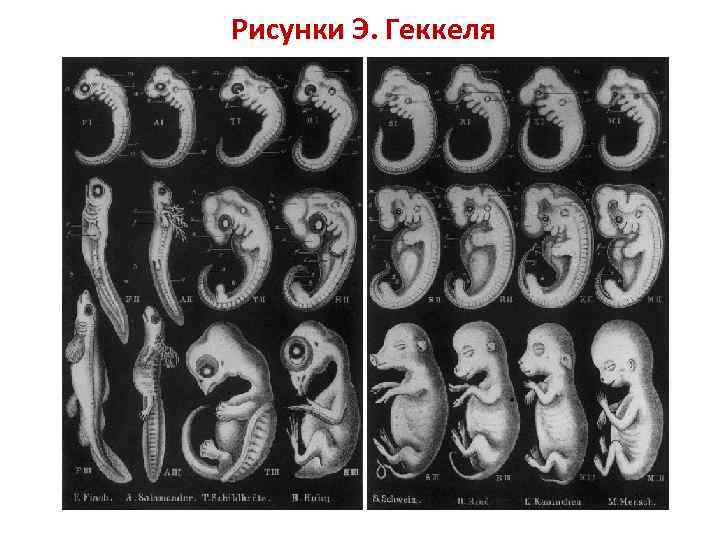 Рисунки Э. Геккеля 