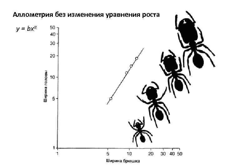 Аллометрия без изменения уравнения роста y = bxα 