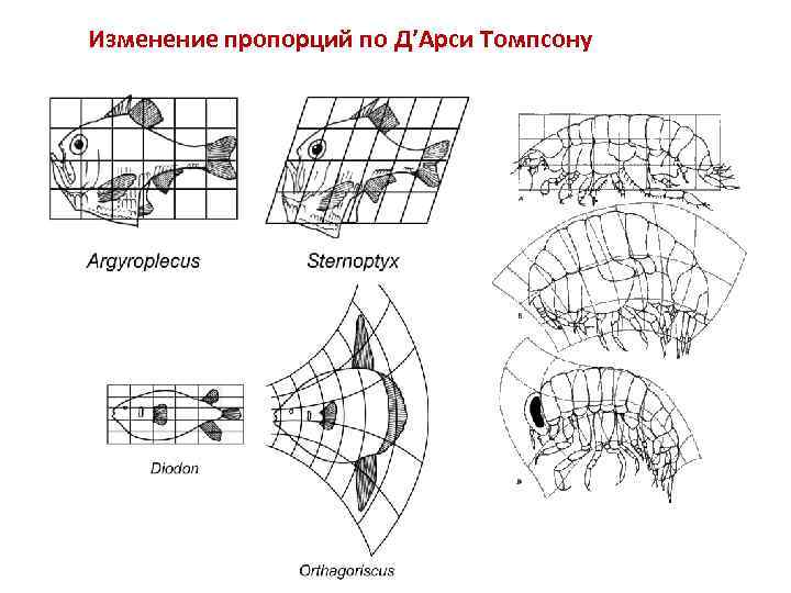 Изменение пропорций по Д’Арси Томпсону 