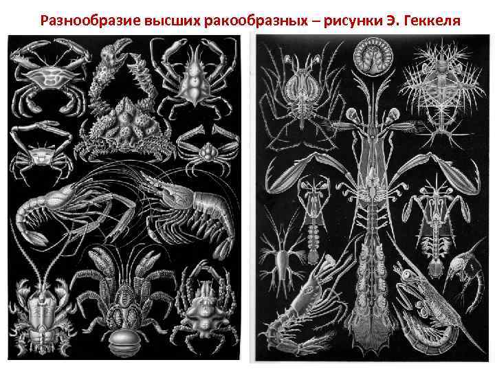 Разнообразие высших ракообразных – рисунки Э. Геккеля 