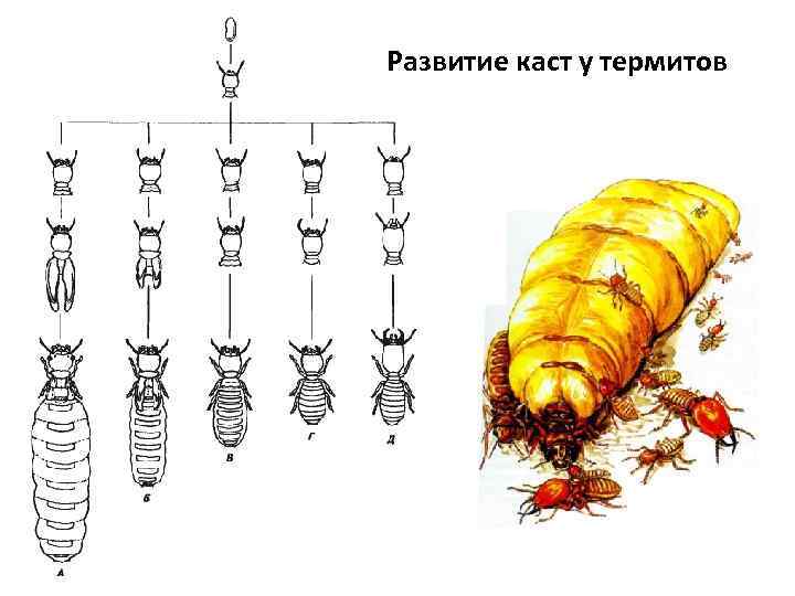 Карта королевы термитов