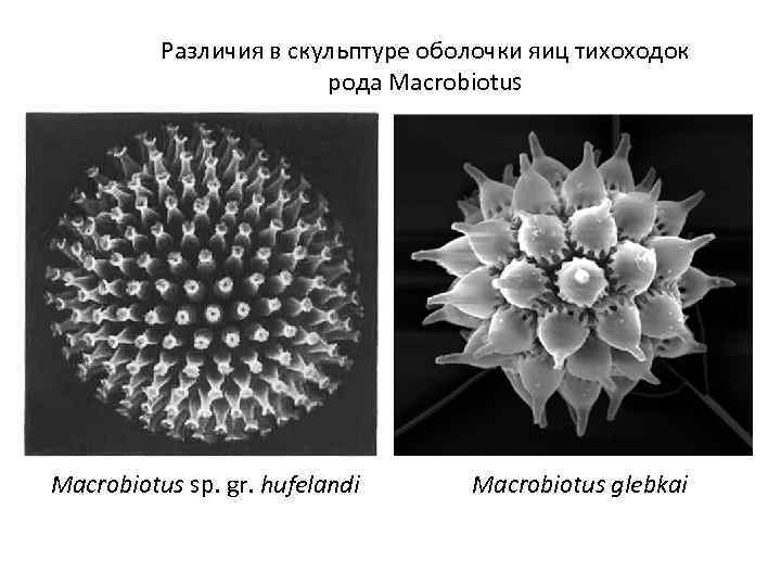 Различия в скульптуре оболочки яиц тихоходок рода Macrobiotus sp. gr. hufelandi Macrobiotus glebkai 