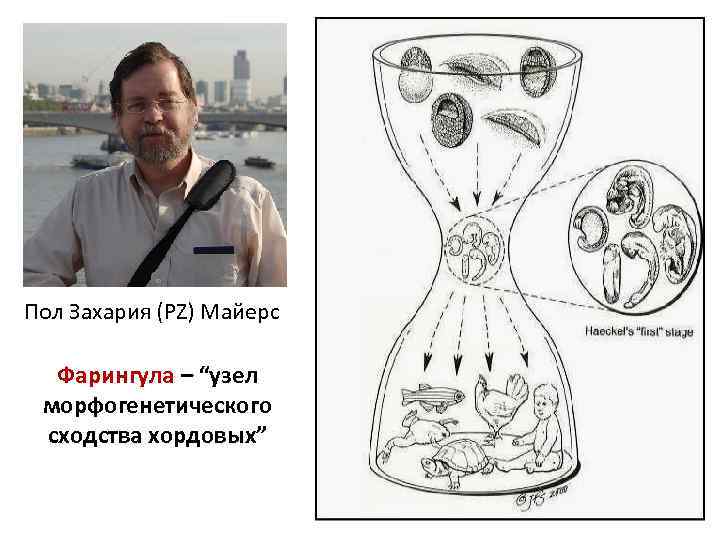 Пол Захария (PZ) Майерс Фарингула – “узел морфогенетического сходства хордовых” 