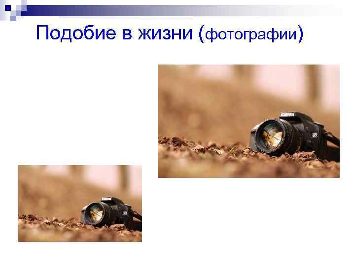 Подобие в жизни (фотографии) 