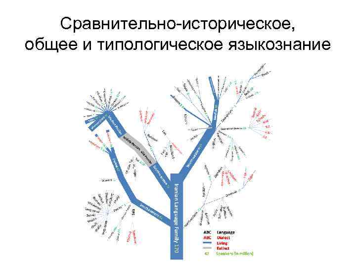 Сравнительно-историческое, общее и типологическое языкознание 