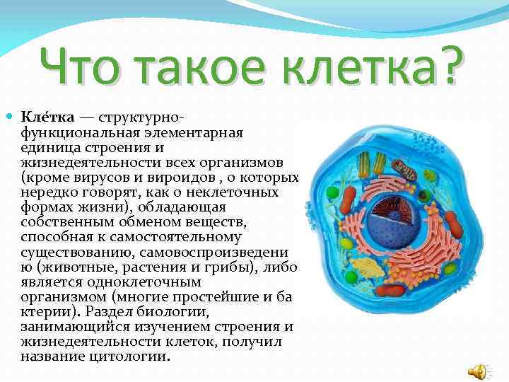 Что такое клетка? Кле тка — структурно функциональная элементарная единица строения и жизнедеятельности всех