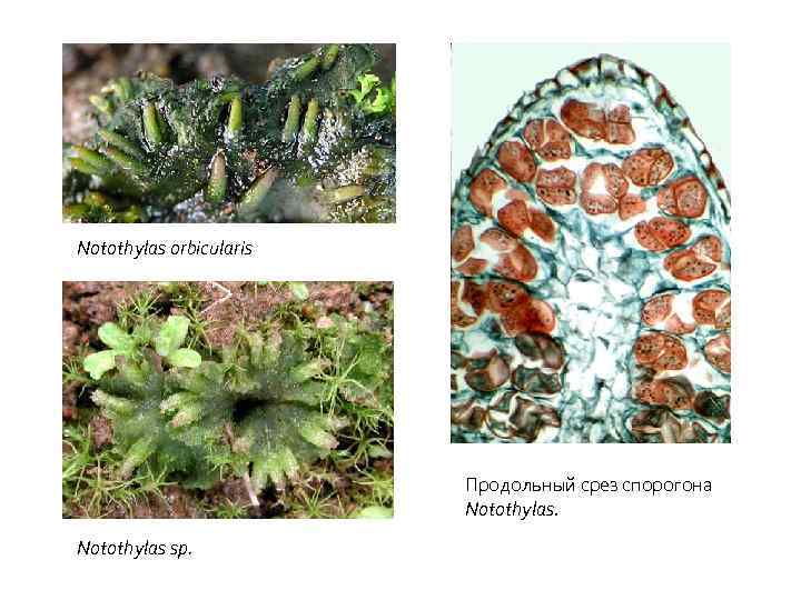 Notothylas orbicularis Продольный срез спорогона Notothylas sp. 