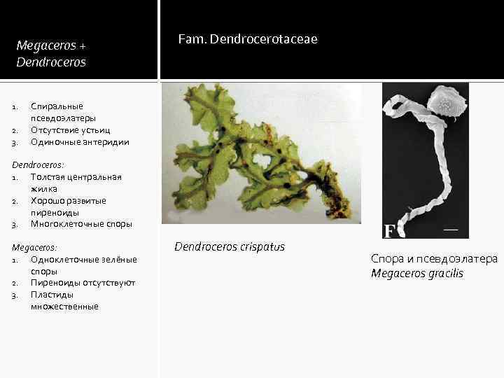 Megaceros + Dendroceros 1. 2. 3. Fam. Dendrocerotaceae Спиральные псевдоэлатеры Отсутствие устьиц Одиночные антеридии