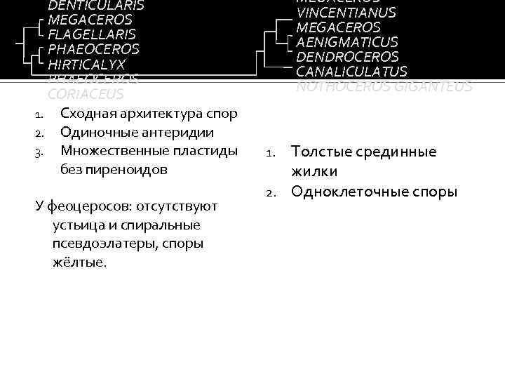 DENTICULARIS MEGACEROS FLAGELLARIS PHAEOCEROS HIRTICALYX PHAEOCEROS CORIACEUS 1. Сходная архитектура спор 2. Одиночные антеридии